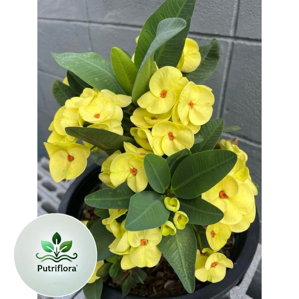 tanaman hias euforbia bunga kuning - euforbia kuning - eforbia (PTR-FLORA)