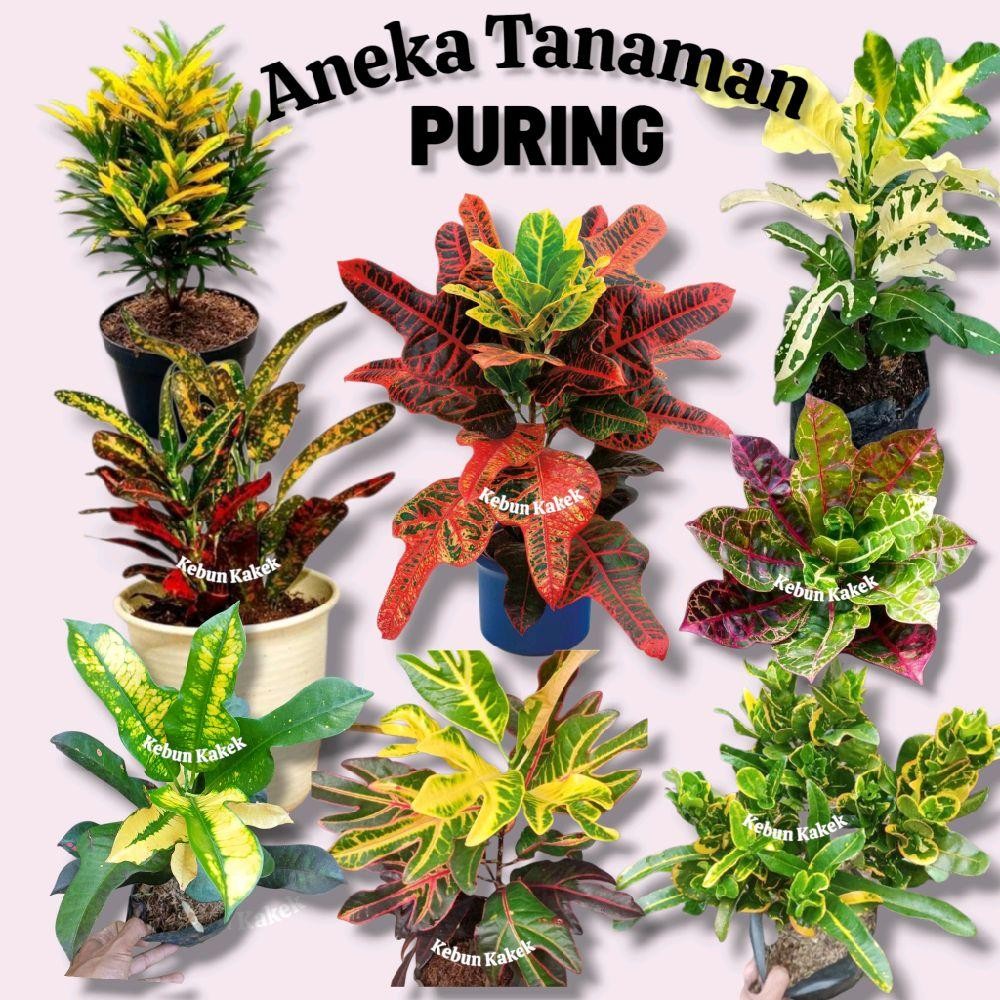 Tanaman Puring / Tanaman Hias Puring / Pohon Puring / Tanaman Hias Hidup Puring Bibit Pot