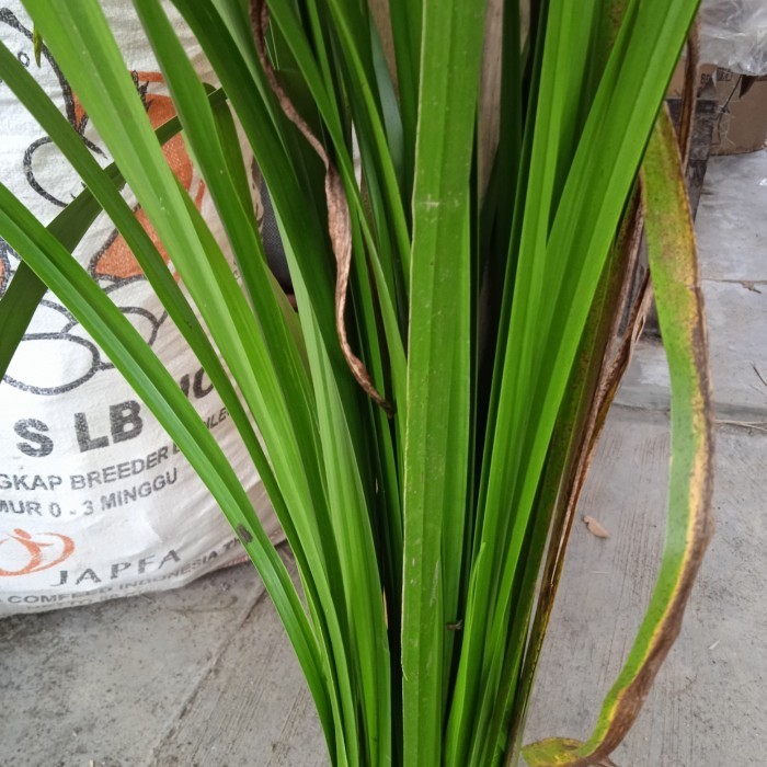 daun dlingo bangle segar