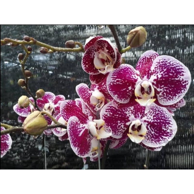 Anggrek bulan jumbo putih ungu totol