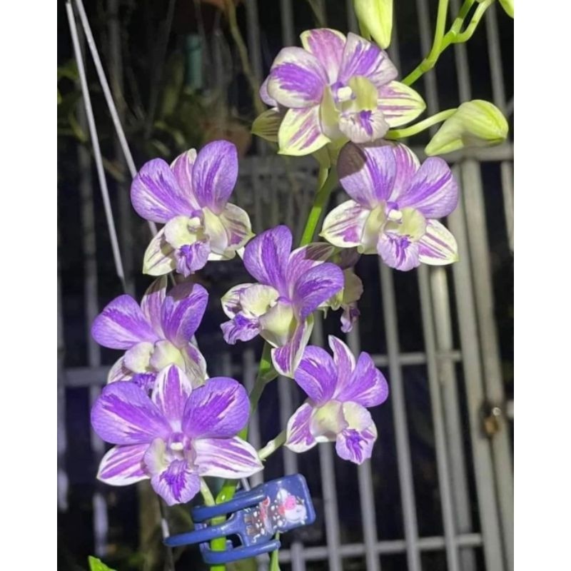 Anggrek Dendrobium Lavender - Bunga Anggrek Dendrobium