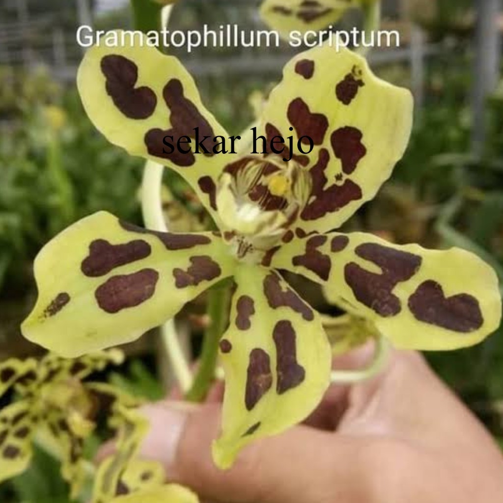 Dewasa - Gramma Scriptum