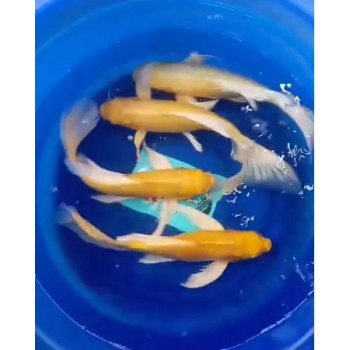 Pemanis aquascape Koi Kumpay Platinum & ogon slayer 8-9cm murmer - OGON SLAYER, 8-9Cm pemanis aquari