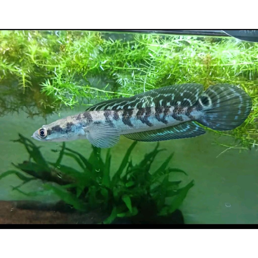 (Channa) Maru Ys Batik/Maru Yellow Sentarum kana