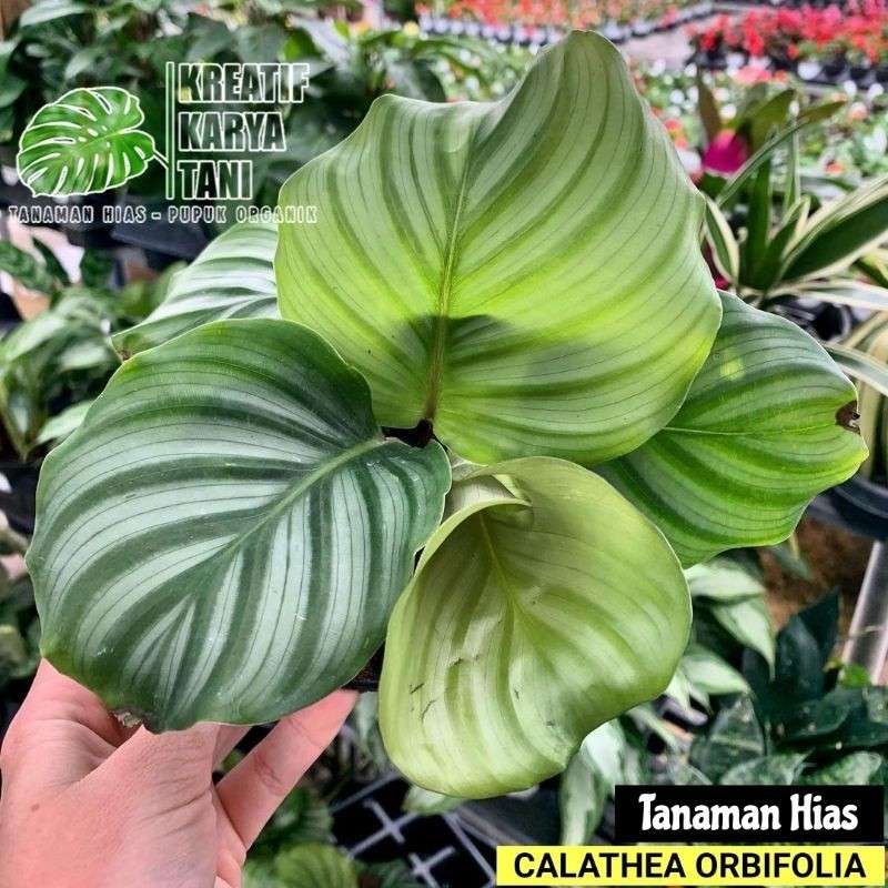 Tanaman Hias Calathea Orbifolia - Calathea Orbifolia Orbi