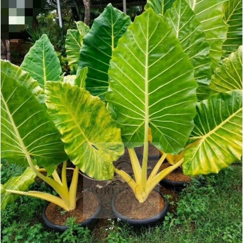 sente varigata kuning anakan