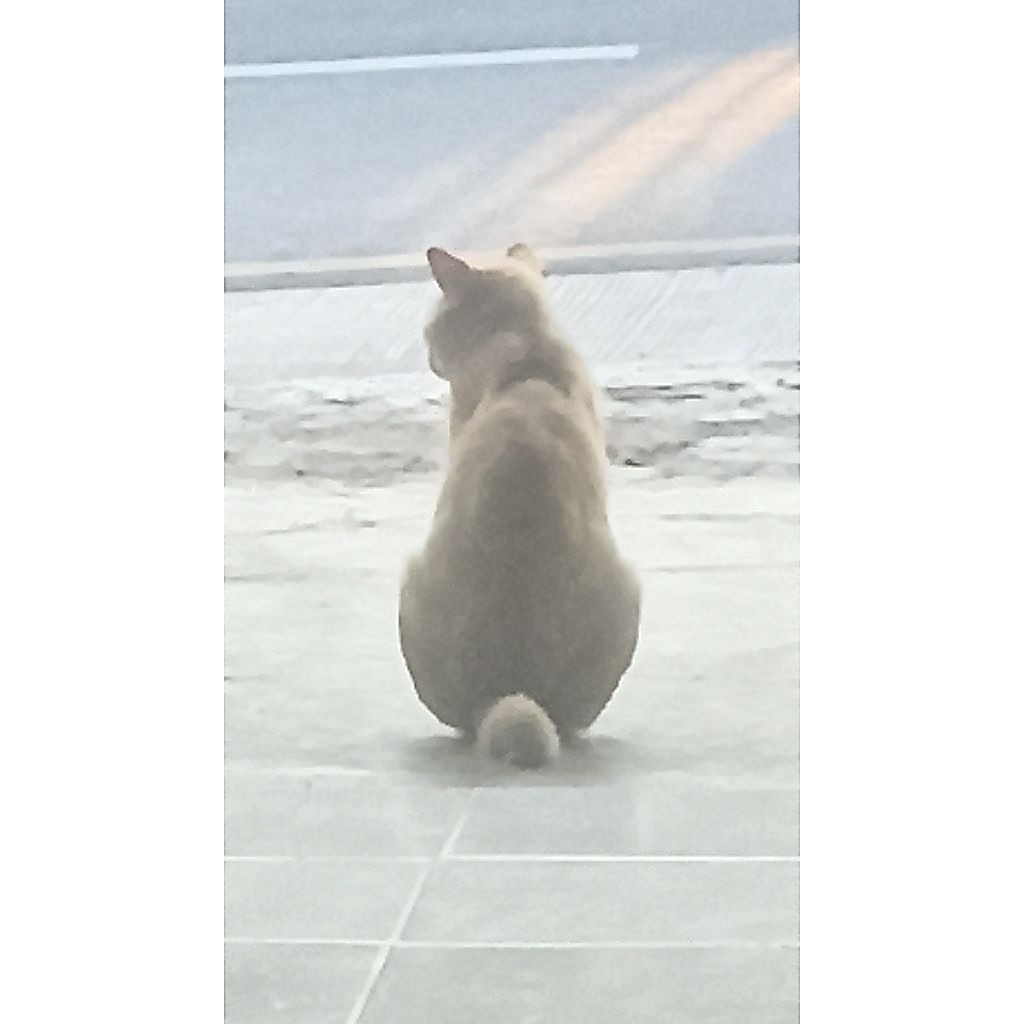 kucing gabut
