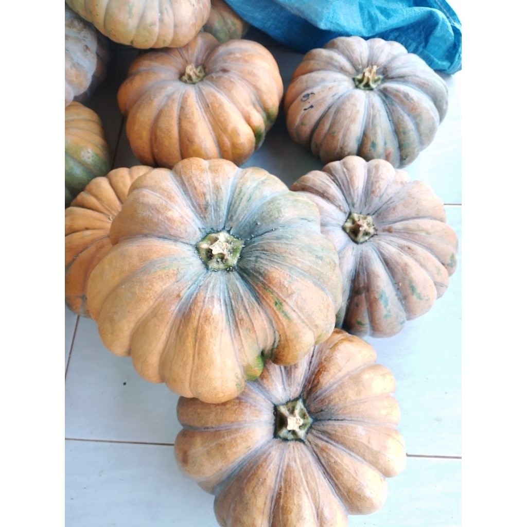 labu kuning /waluh kuning ukuran besar 3kg