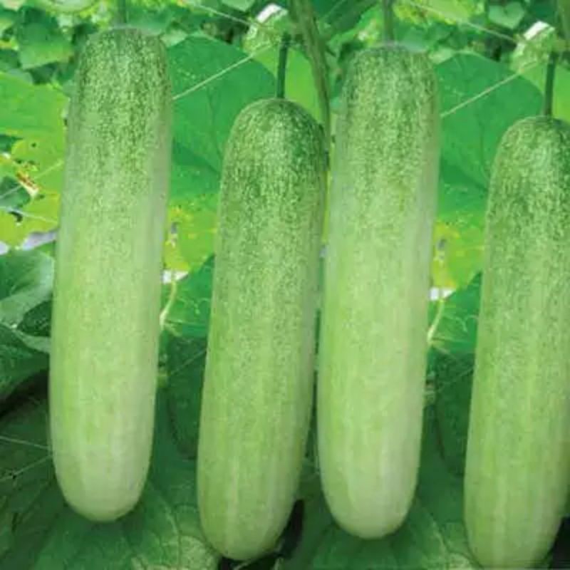 Biji Benih Timun Lalap Hibrida F1 Repack 15 Biji - Bibit Tanaman Sayur Sayuran Toska Jepang