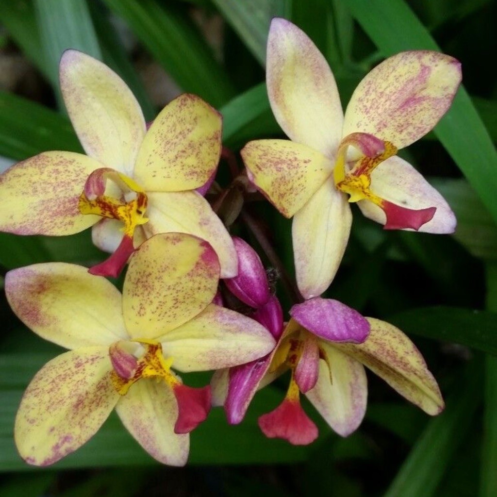 TANAMAN HIAS BUNGA ANGGREK TANAH || BUNGA ANGGREK TANAH