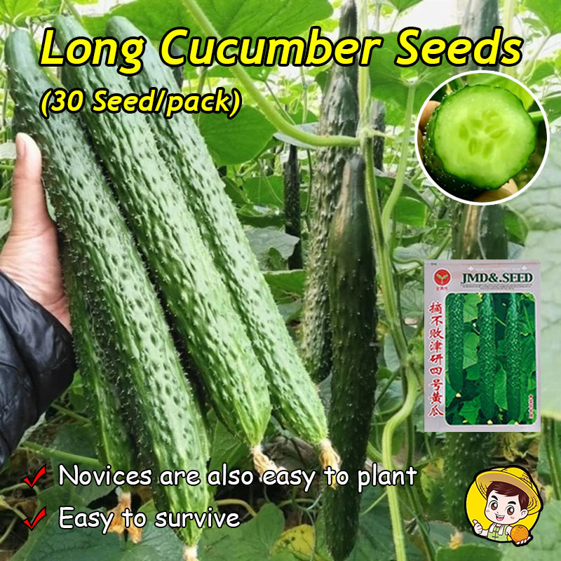 (Fast Growing 30 Seed) Fresh Organic Long Cucumber Seeds for Planting Vegetables Plants Green Cucumb