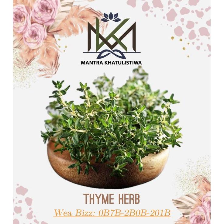 DAUN THYME SEGAR THYME LEAVES HERB FRESH