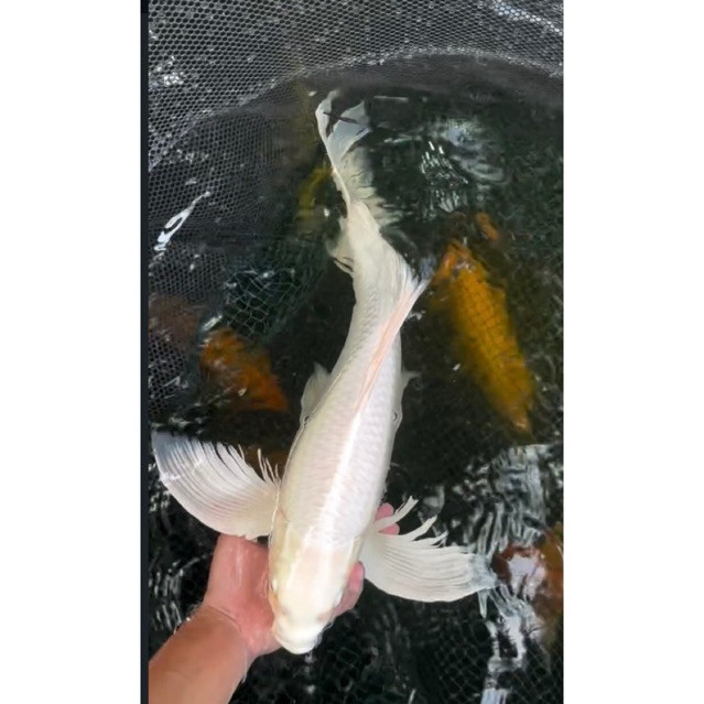 Kedai Koi Farm Koi super Jumbo ( Platinum Slayer ) 35-40 cm Super Cantik Blitar Grade A Bergaransi p