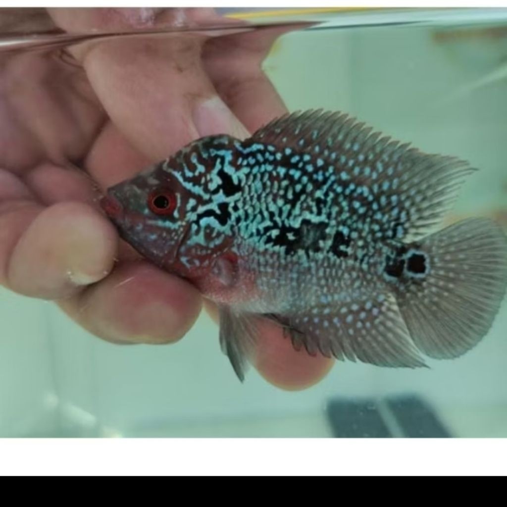 TERMURAH IKAN LOHAN SRD Bagus sehat
