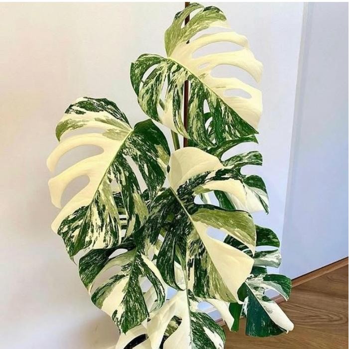 hiasan rumah tanaman artificial monstera varigata albo