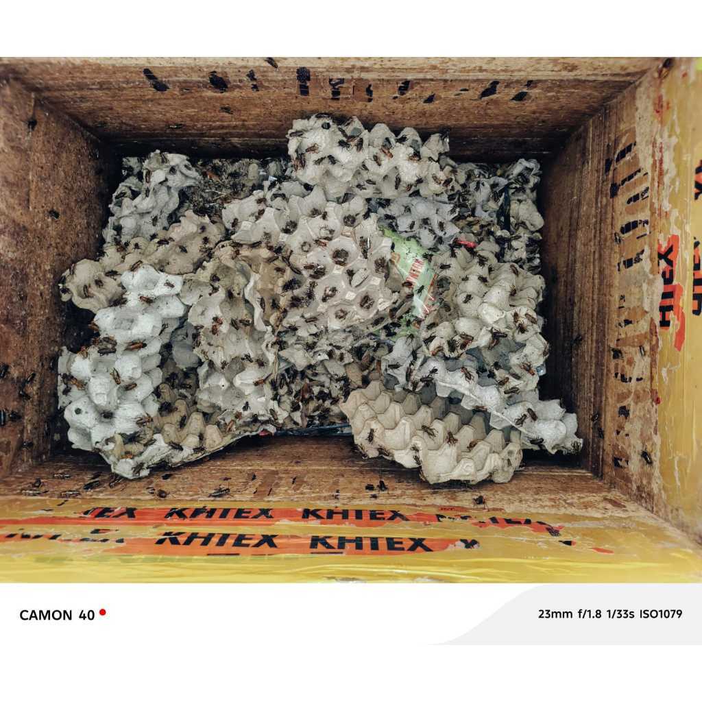 READY JANGKRIK GENGGONG/BIASA HIDUP 1 KARUNG PAKAN BERKUALITAS BURUNG KICAU REPTIL IKAN PREDATOR