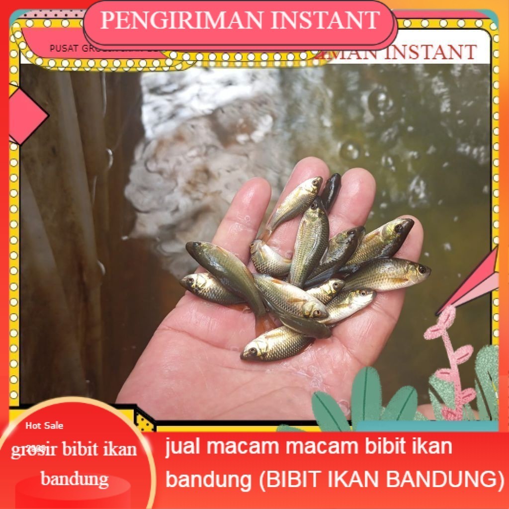 50 ekor Ikan Nilem terapi / trapi / per 50 ekor / ikan terapi GROSIR BANDUNG PER EKOR INSTANT terdek