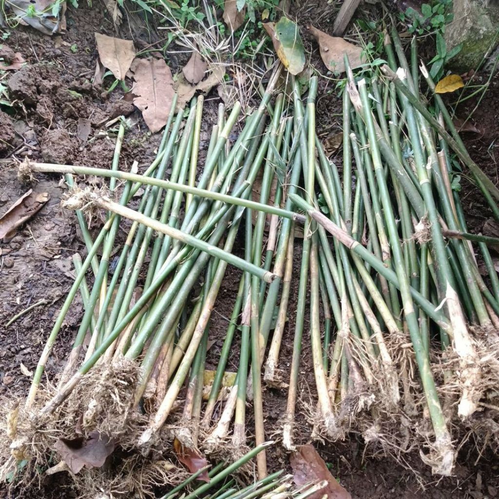 Tanaman hias pohon bambu jepang untuk pagar Bambu jepang hias 100 cm siap tanam SUDAH BERAKAR da