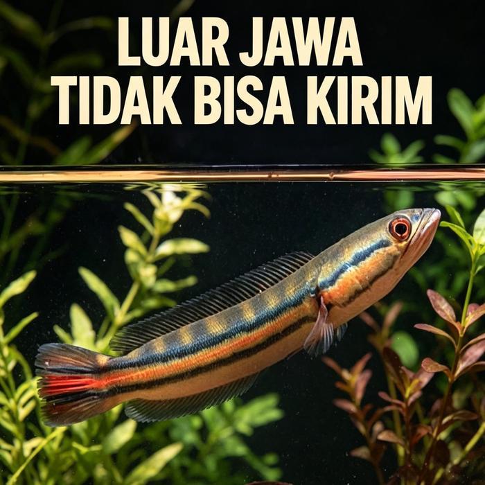 mainan ai toman channa 12 cm - 8 10 cm