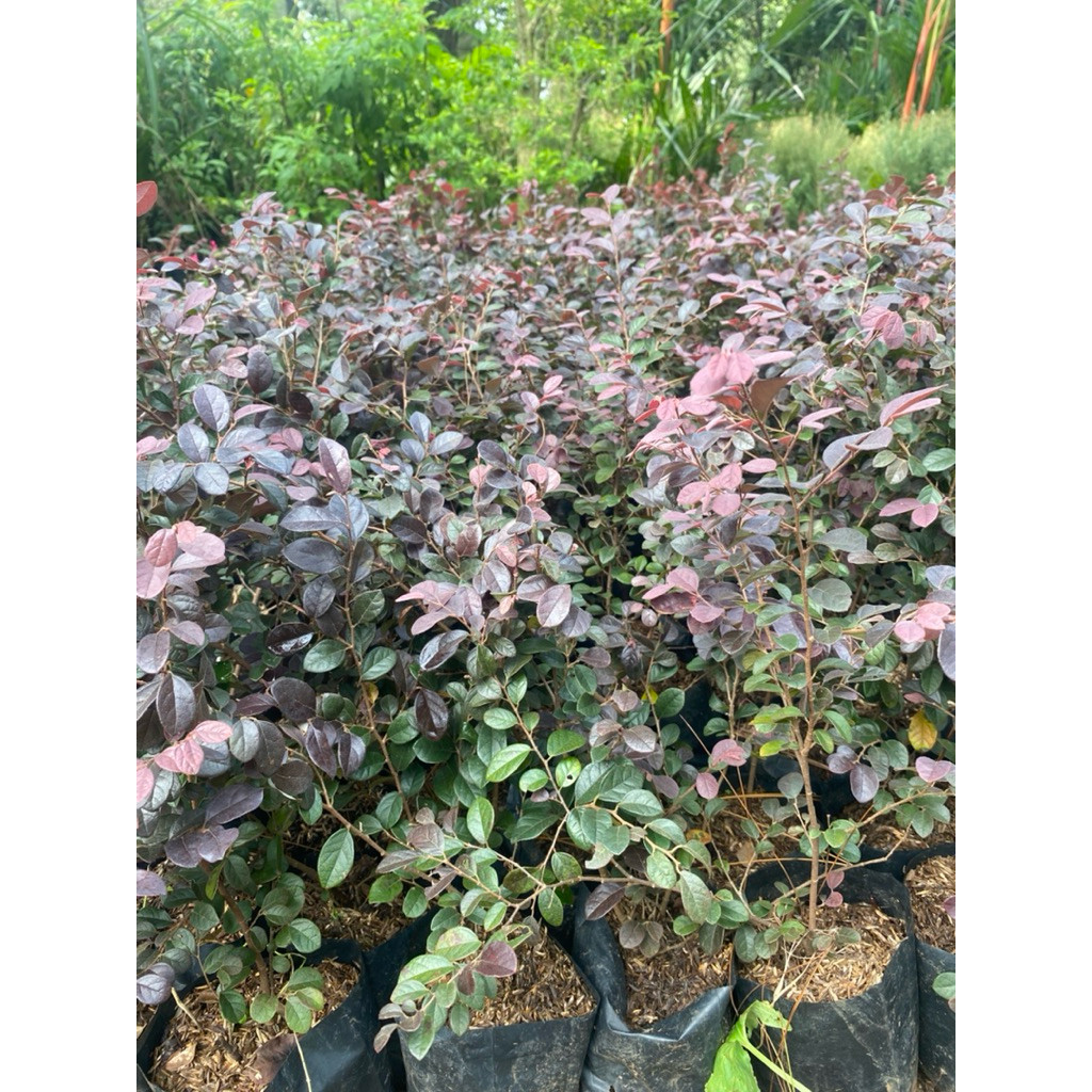 Tanaman Hias Loropitalium Pitaloka Serut Merah Kualitas Terbaik Super Premium