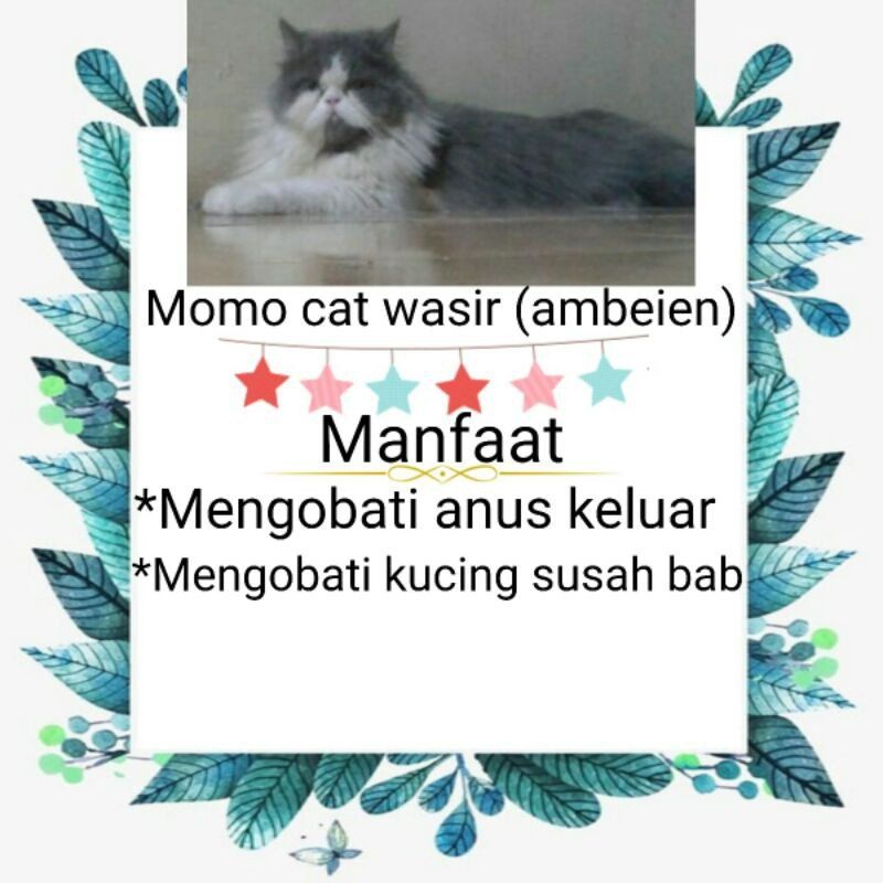 HALHIMAH OBAT WASIR KUCING(AMBEIEN) ATAU ANUS KELUAR SANGAT PATEN