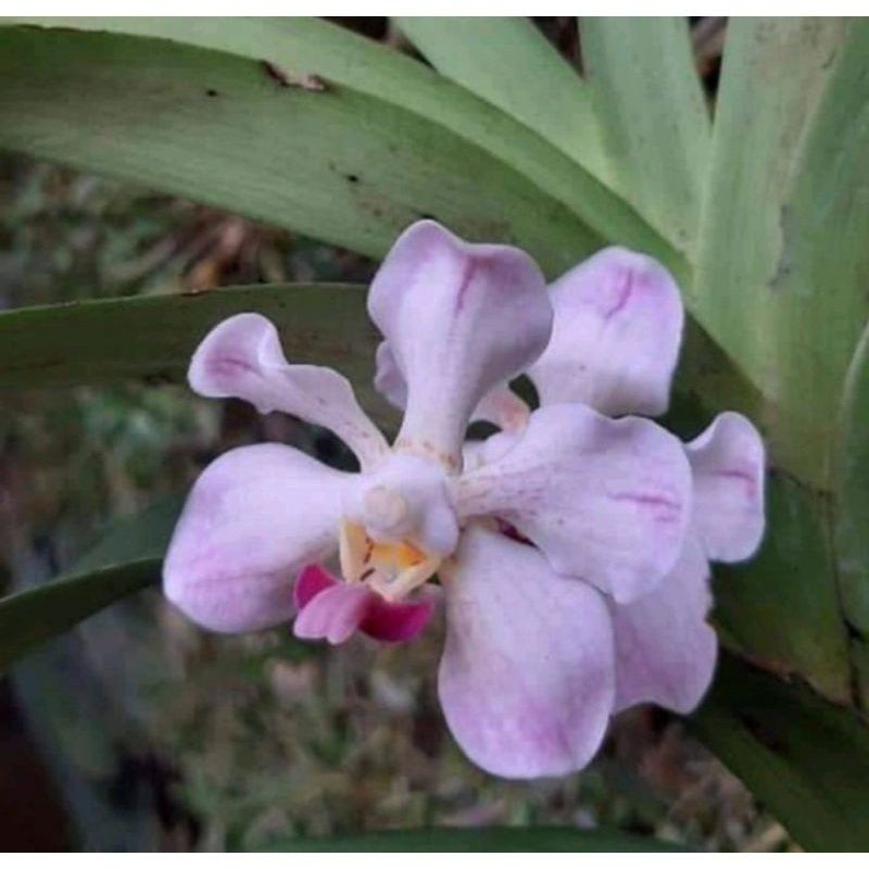Anggrek Vanda Dewasa Spesies