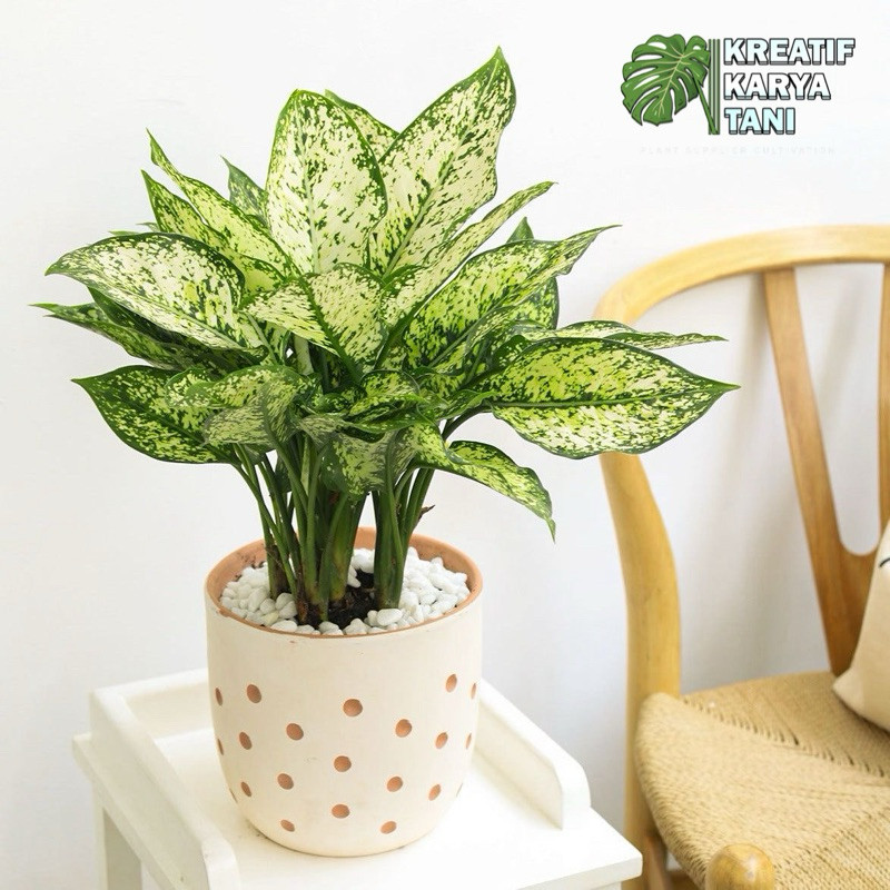 PROMO ( BISA COD ) Tanaman Hias Aglonema Snow White - Aglonema Snow White