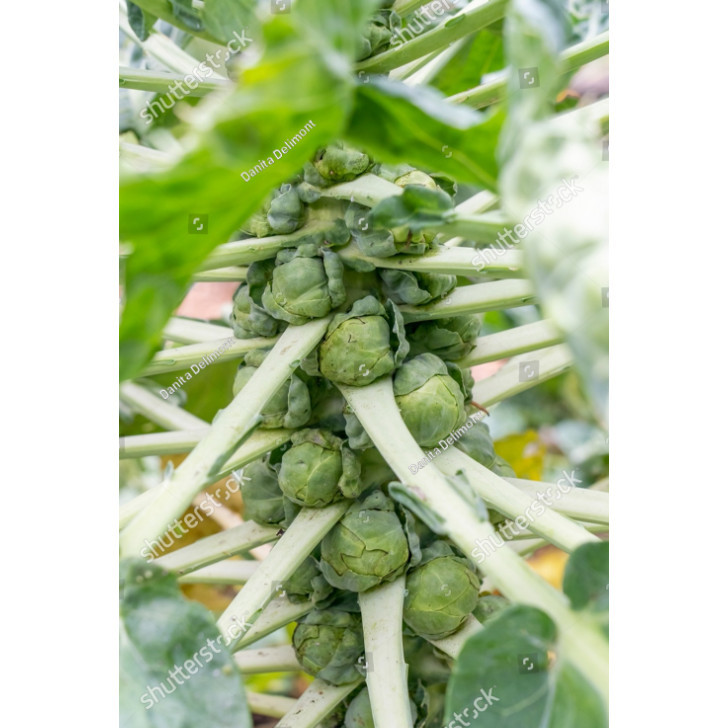 PDG Benih  bibit Kubis Mini