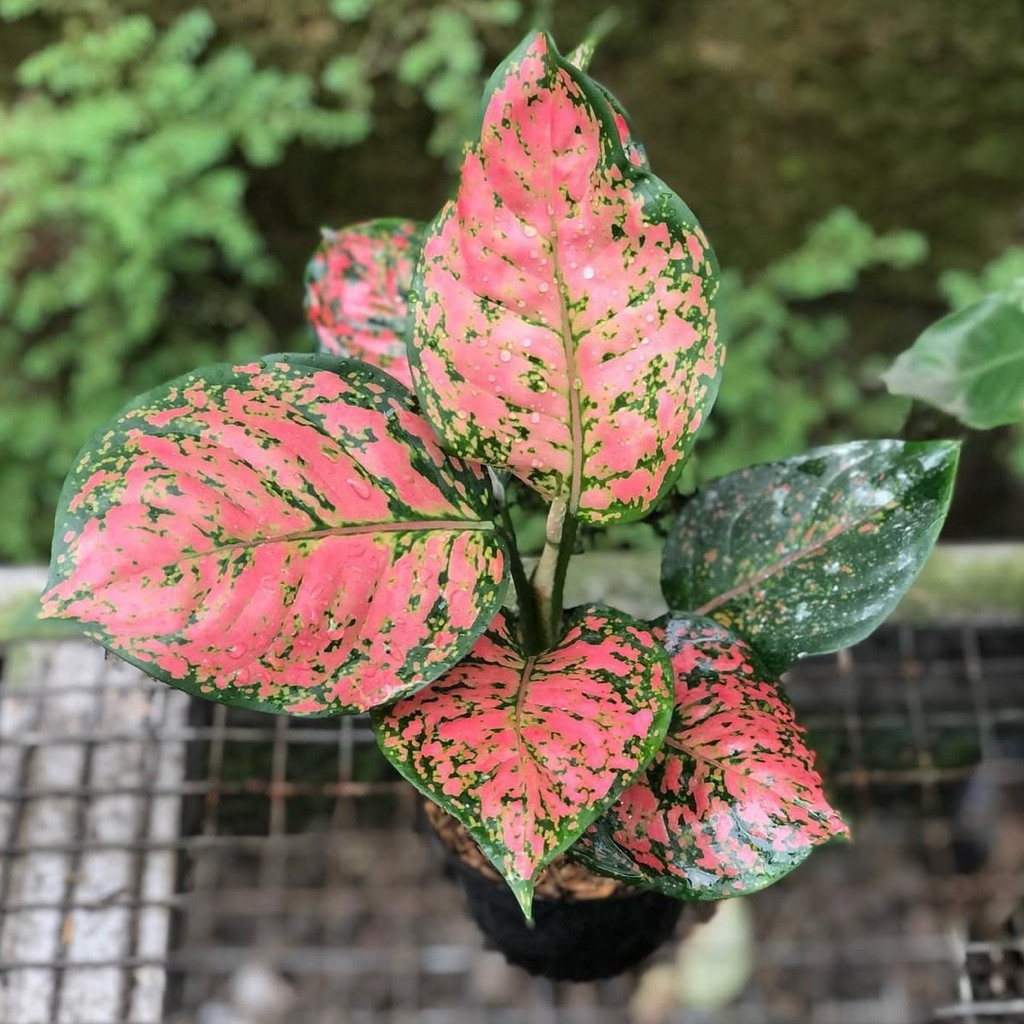 Tanaman Aglonema Dud Anjamani - Dud Anjamani