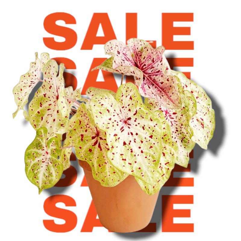 Bibit Bonggol Umbi Tanaman Caladium Miss Muffet Keladi