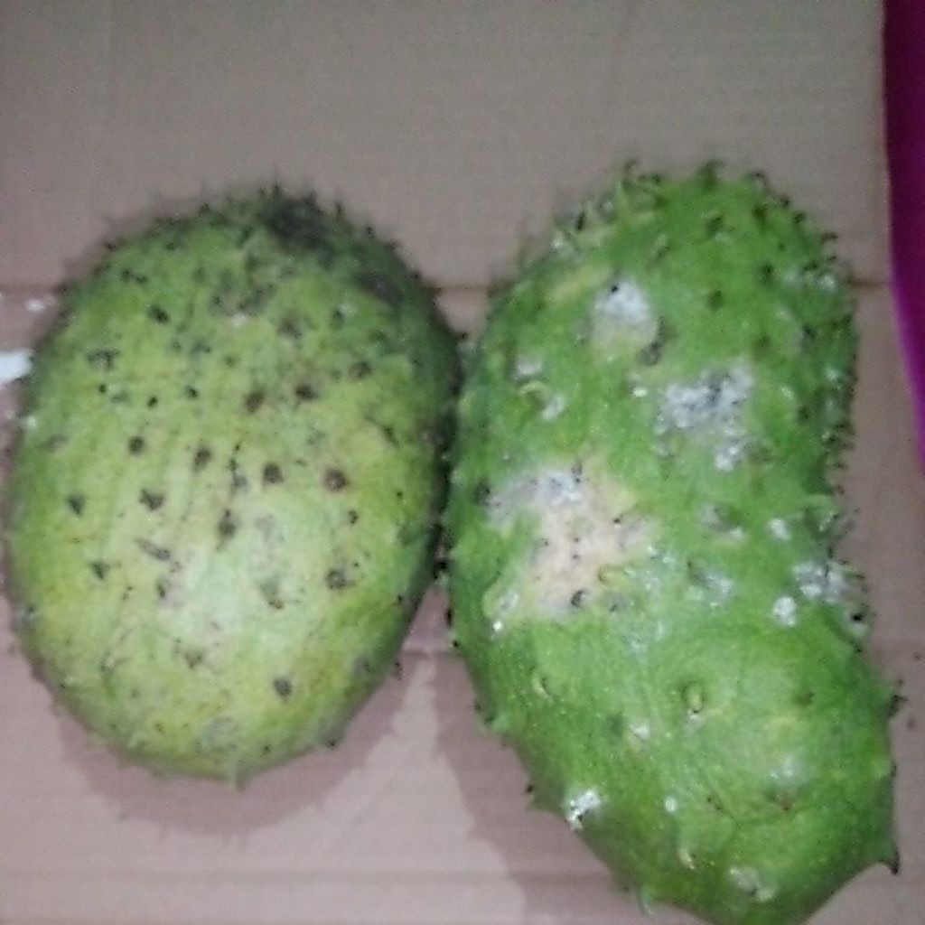 Buah Sirsak Ratu matang manis segar