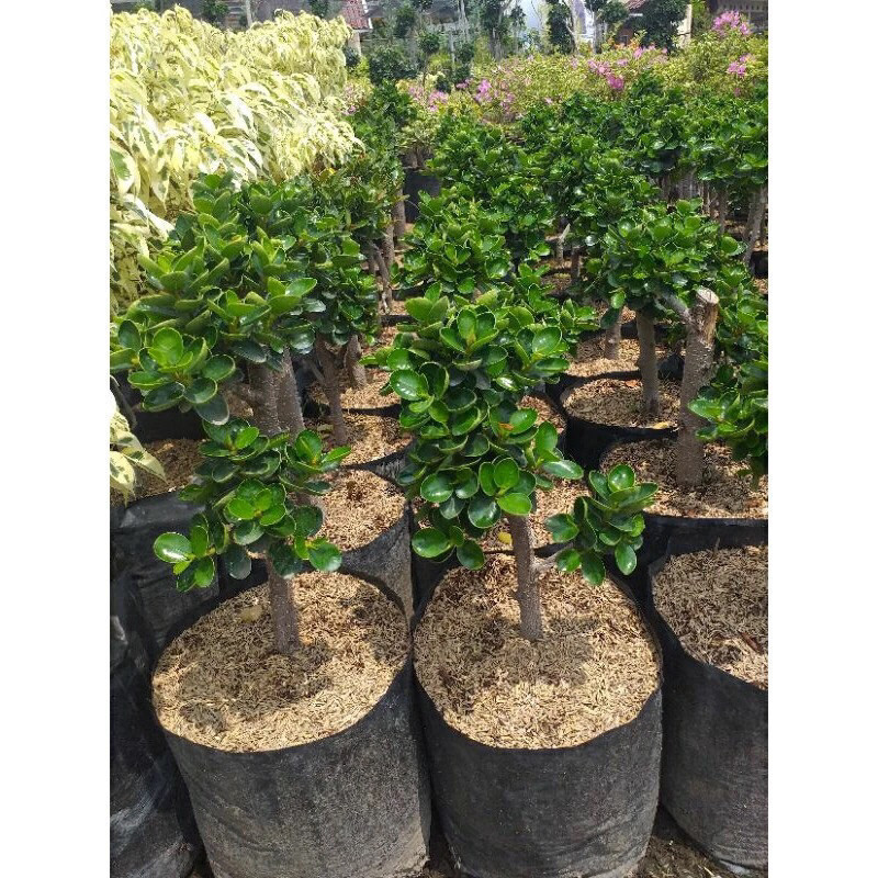 TANAMAN FULL MEDIA Bahan Bonsai Beringin Dolar Mangkok (Ficus coreana) – Batang Kokoh & Rimbun -Daun