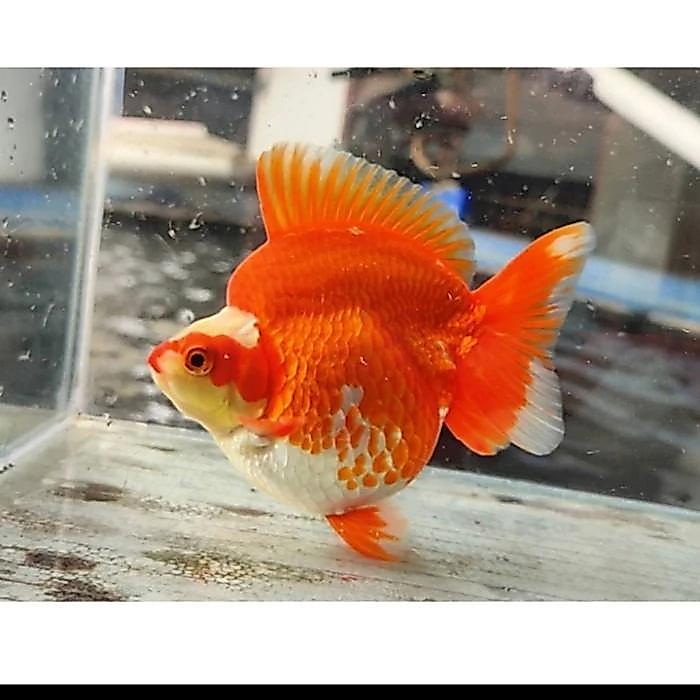 TERLARIS ikan mas koki ryukin ukuran 10-12cm hiasan aquarium grade A