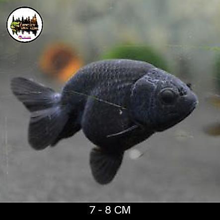 Diskon Koki Black Ranchu Goldfish Original