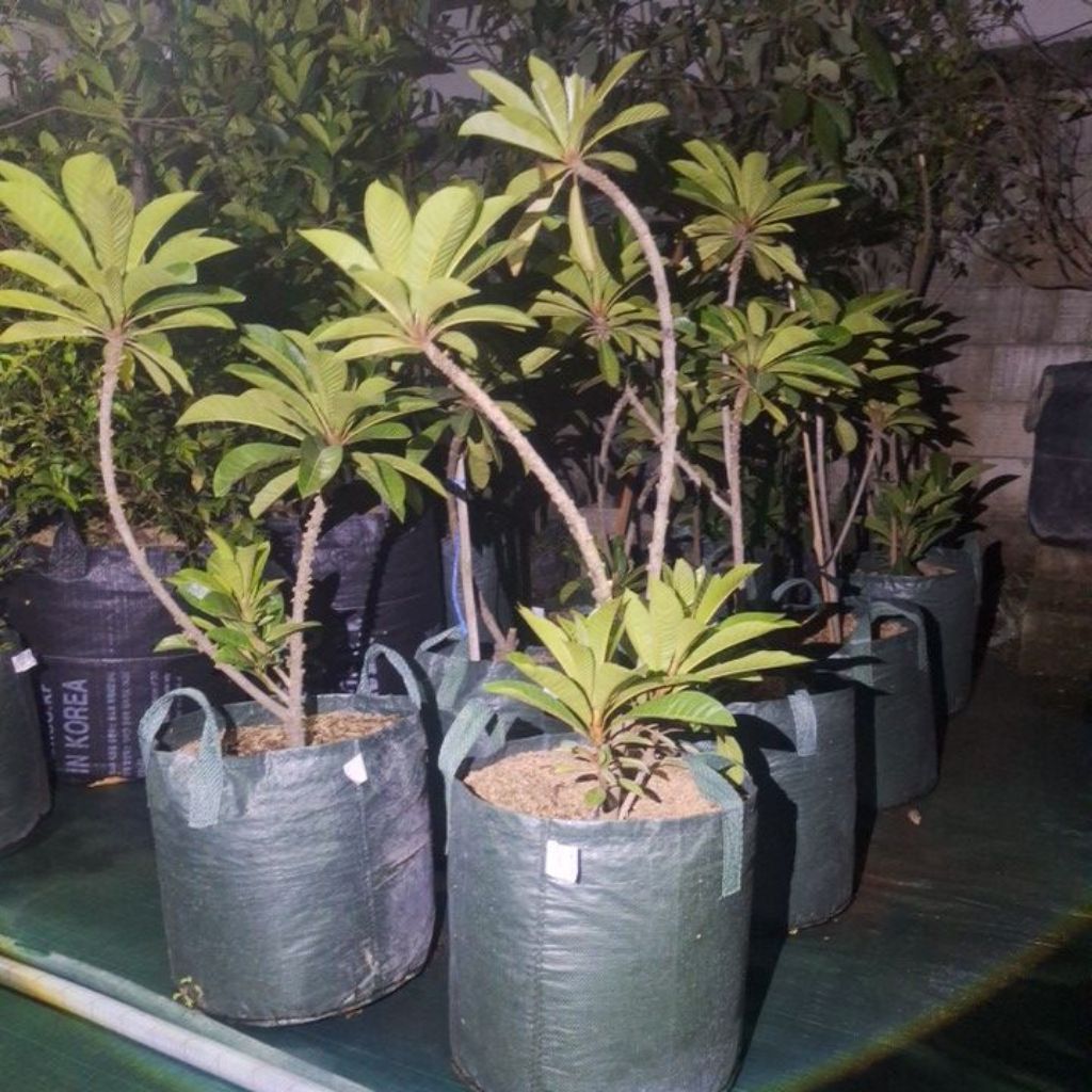mamey sapote havana alkil valid berbunga
