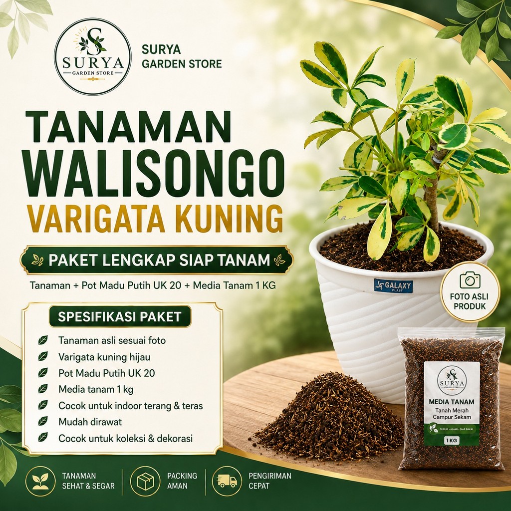 Tanaman hias walisongo golden varigata - daun walisongo varigata- tanaman walisongo bunga walisongo 