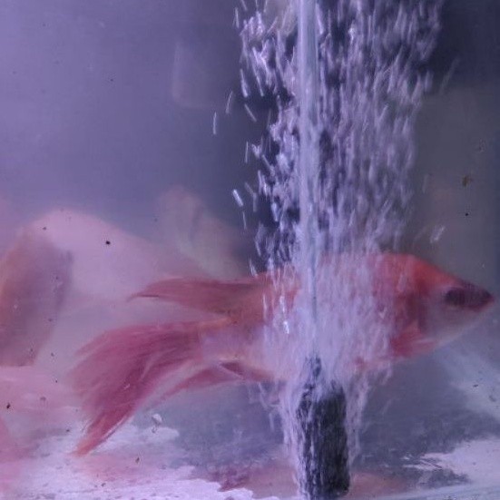 Nila Merah Kumpay Slayer Dewasa 20 cm | Ikan Hias | Jawa Timur