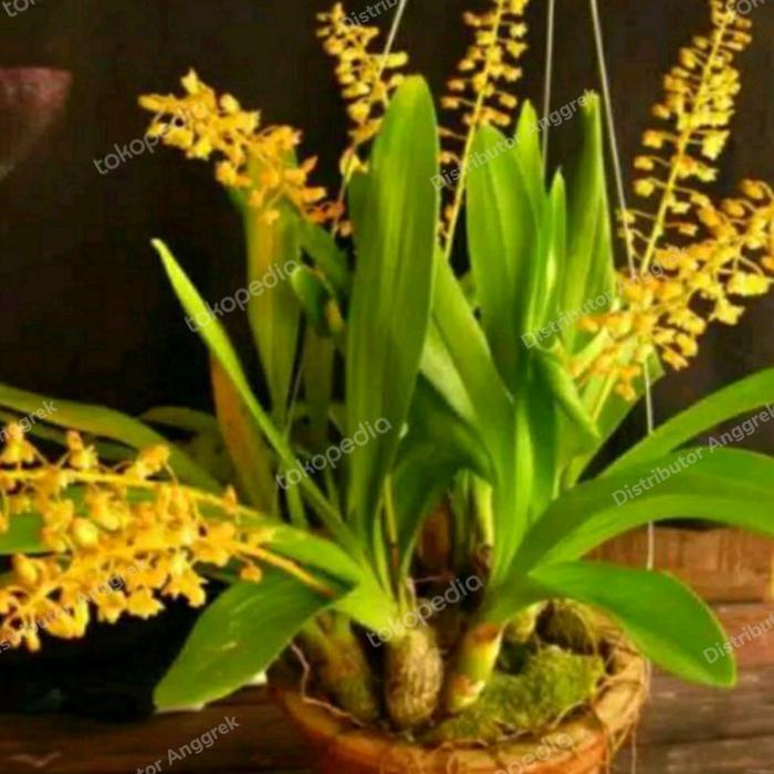 Tanaman anggrek eria anggrek hutan jenis eria