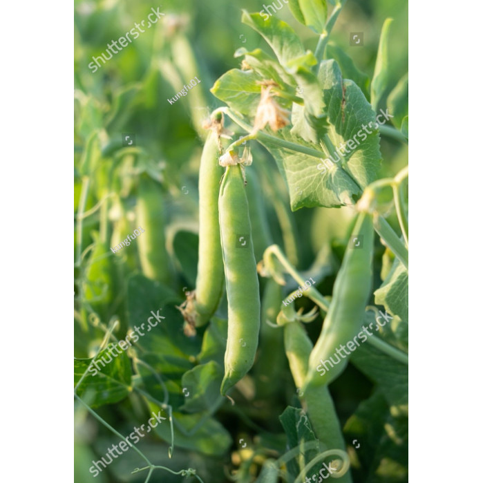 BA BIBIT BENIH kacang polong