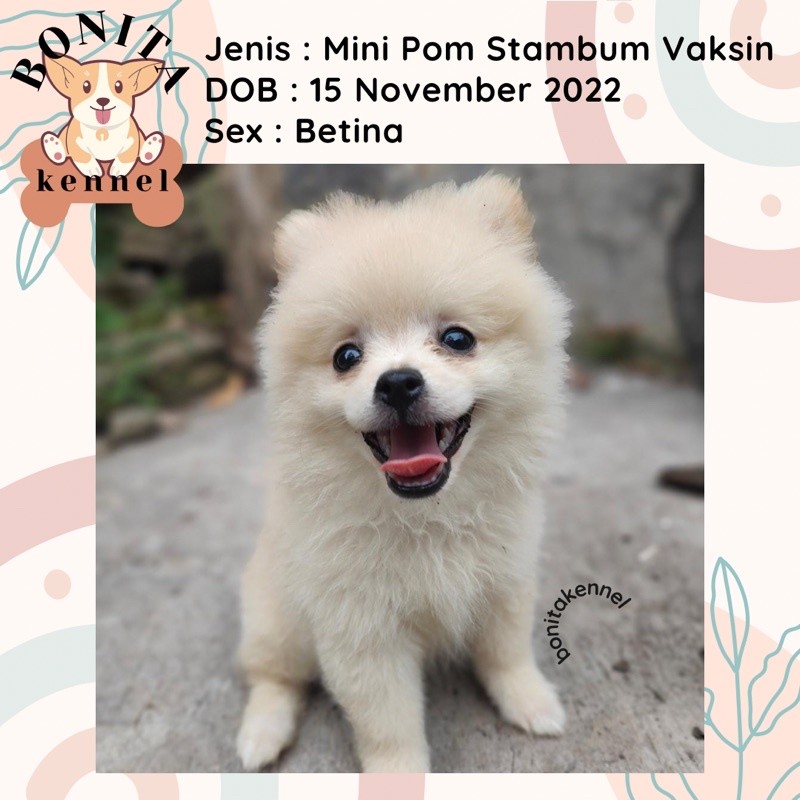 Anakan Anjing Mini Pomeranian Super Mini Pom Betina Stambum