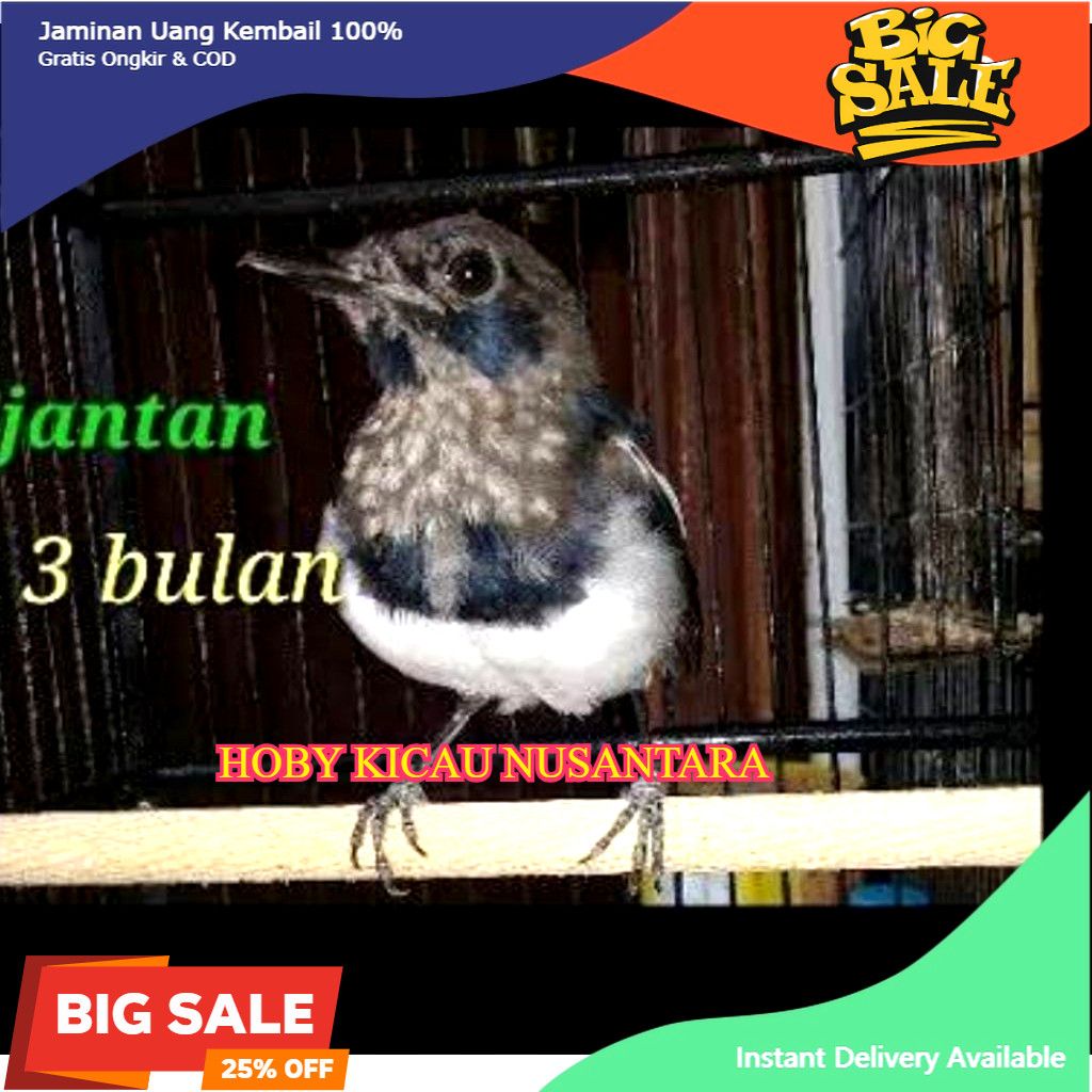 Burung kacer trotol jantan pilihan