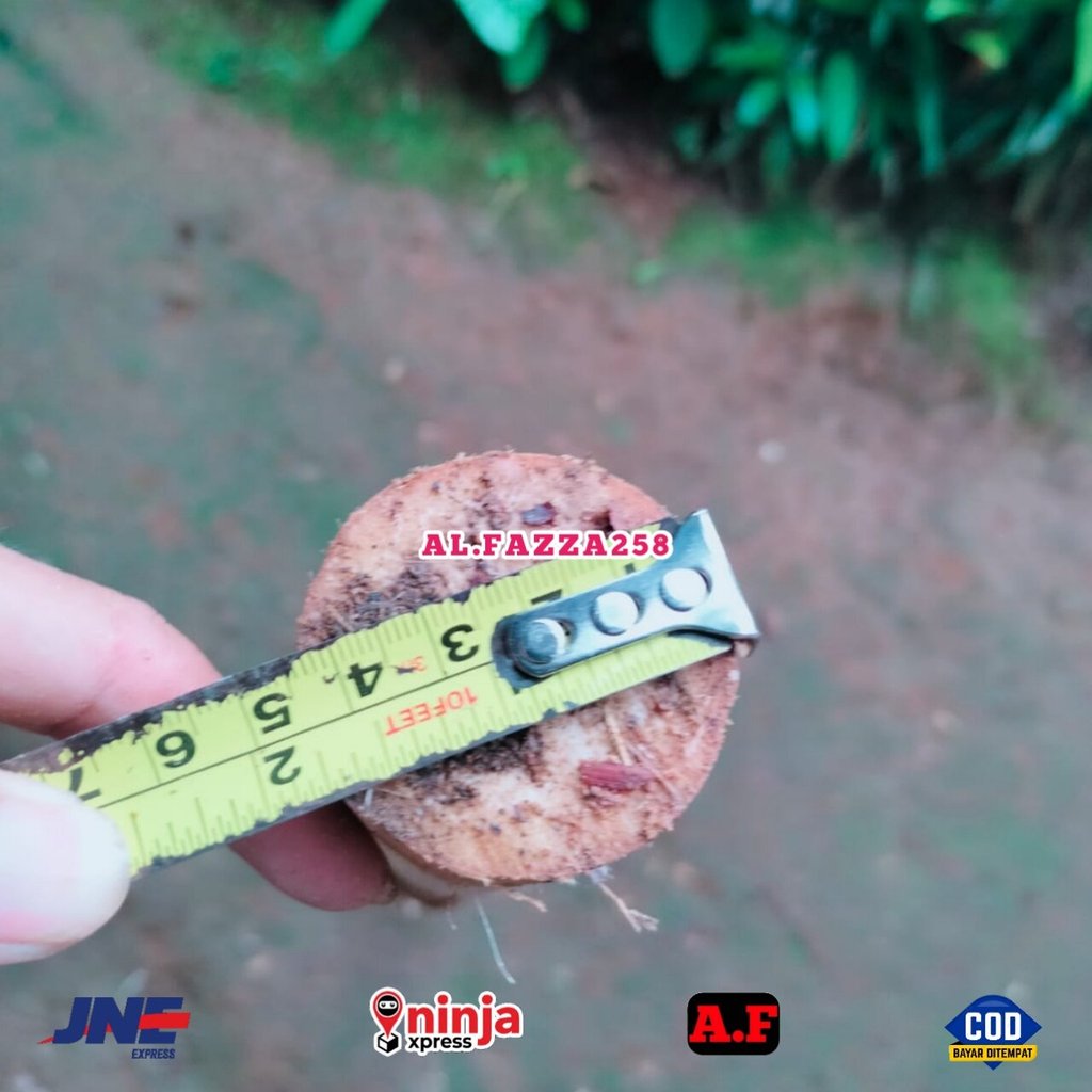 kayu rotan diameter besar panjang 1 meter big size rotan batangan