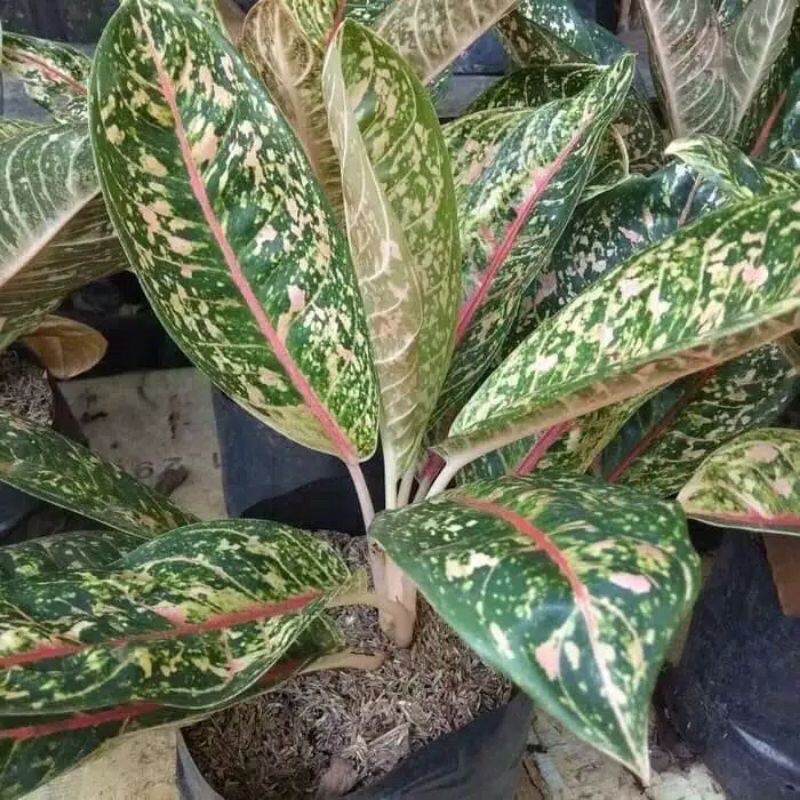 aglonema donacarmen - tanaman hias aglonema donacarmen