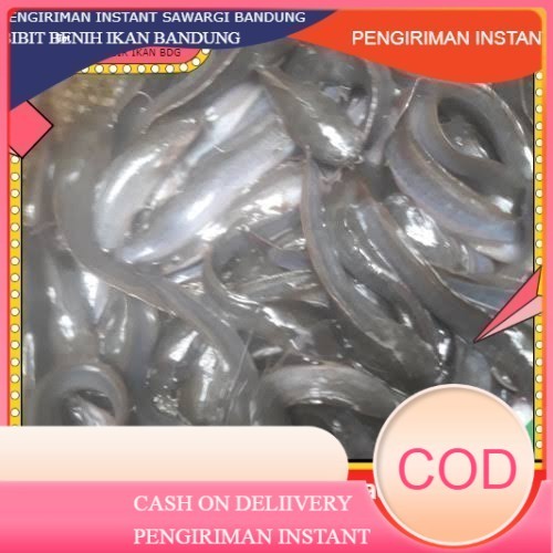 Bibit / benih ikan lele ukuran 14 - 15 cm per 100 ekor GROSIR BANDUNG grosir bdg instant BDG murah C