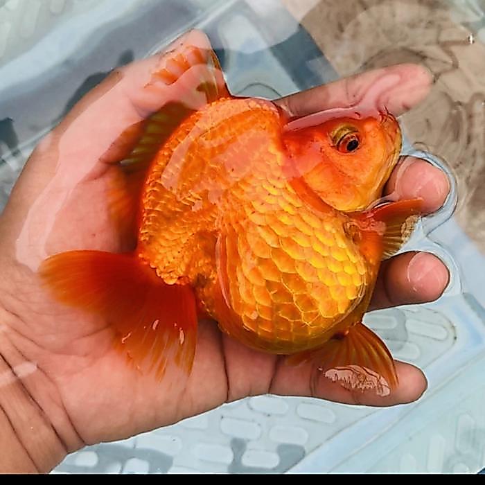 TERLARIS ikan mas koki ryukin super punuk unta ukuran 10cm hiasan aquarium