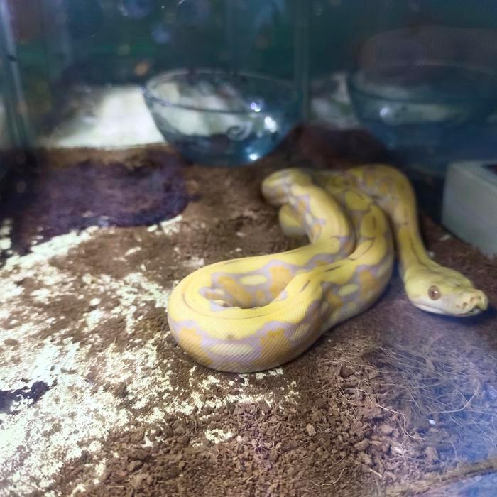 TERLARIS Ular Phyton Retic Albino murah