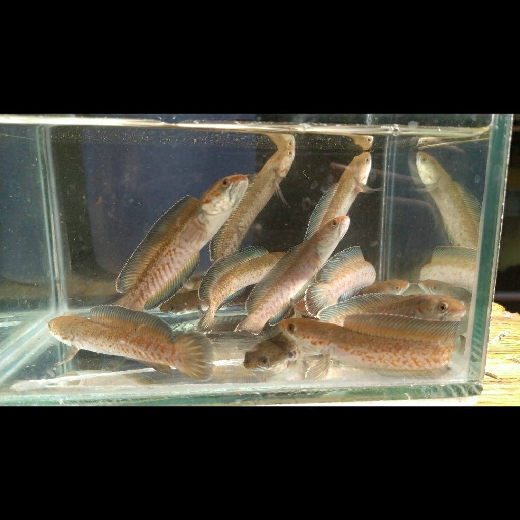 Channa Andrao 6-7cm bahan pair (indukan) harga diatas untuk 1ekor ikan Sehat bagus