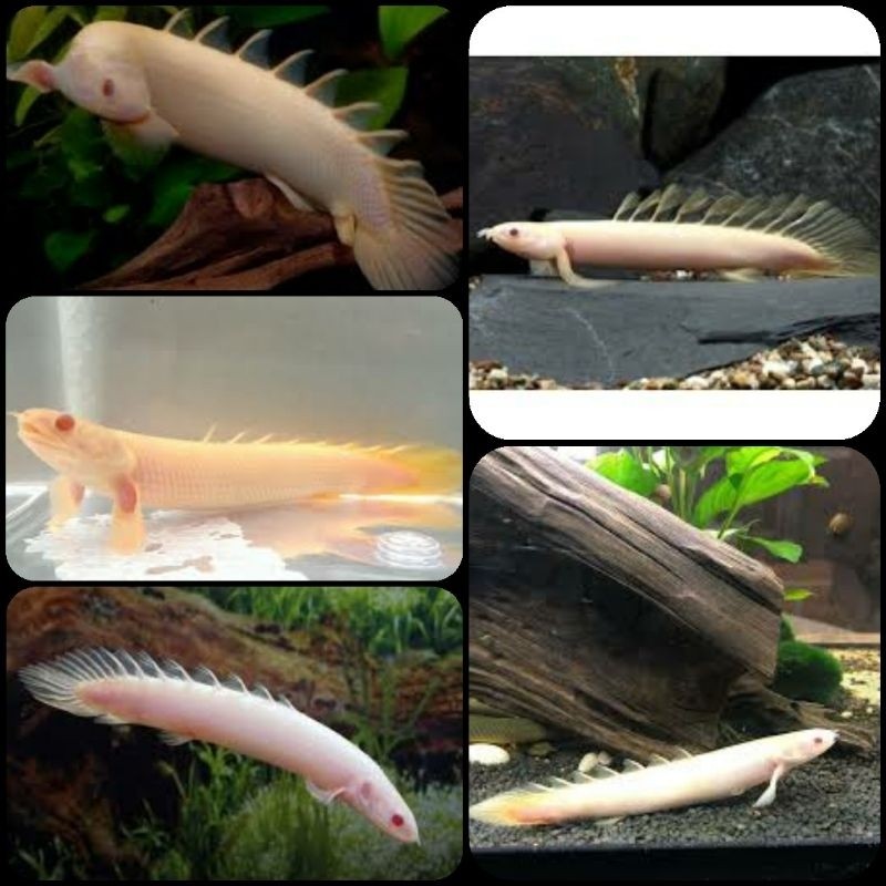 ikan hias palmas albino untuk aquarium dan aquascape putih 9-12 cm