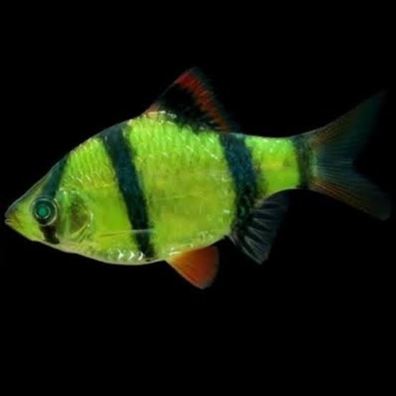 hiasan aquarium paket isi 5 glowfish Sumatra hijau Bagus sehat