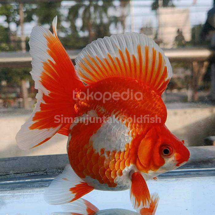 Ryukin fantail 10-12cm ikan mas koki ryukin broadtail / ryukin super fancy